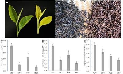 A Comparative Metabolomic Analysis Reveals Difference Manufacture Suitability in “Yinghong 9” and “Huangyu” Teas (Camellia sinensis)